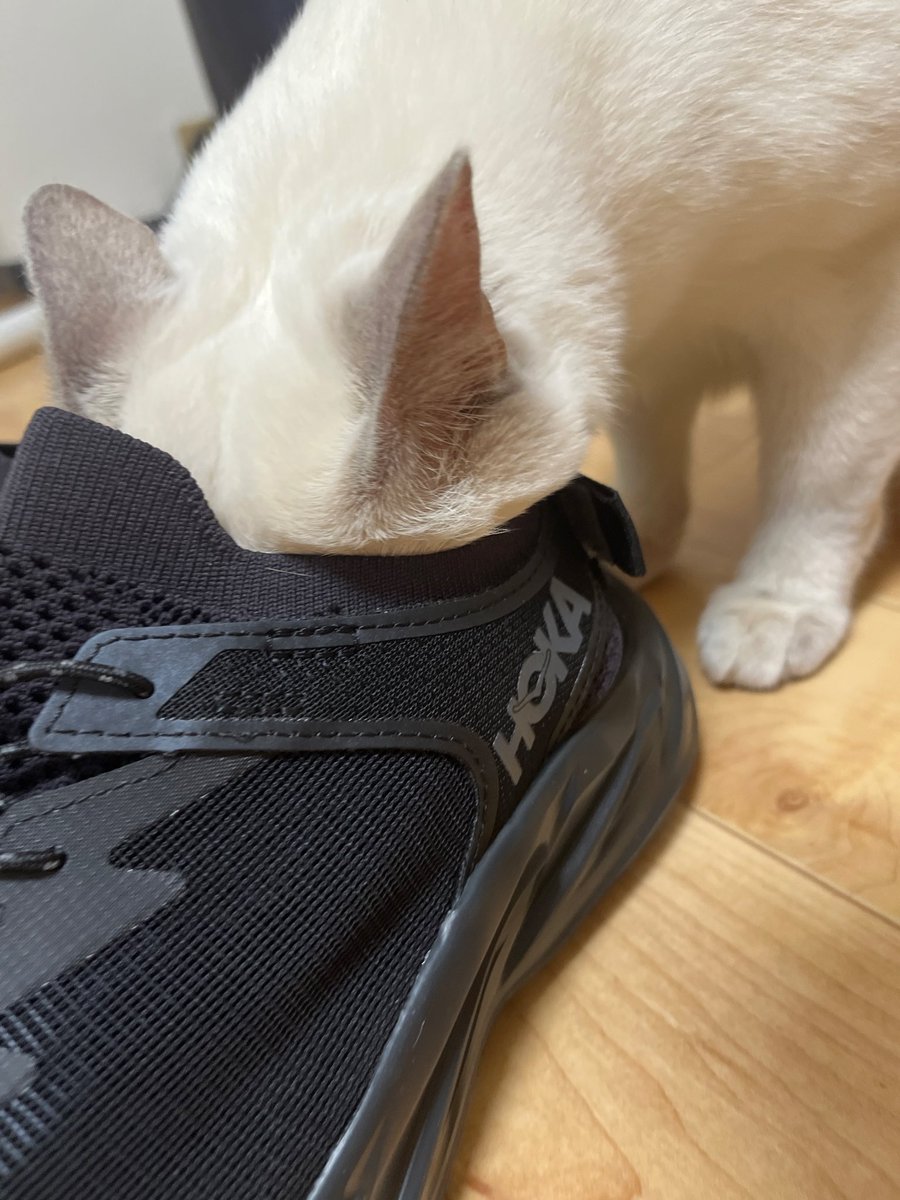 funkredible's tweet photo. HOKAデビュー https://t.co/ELoCqL5H27