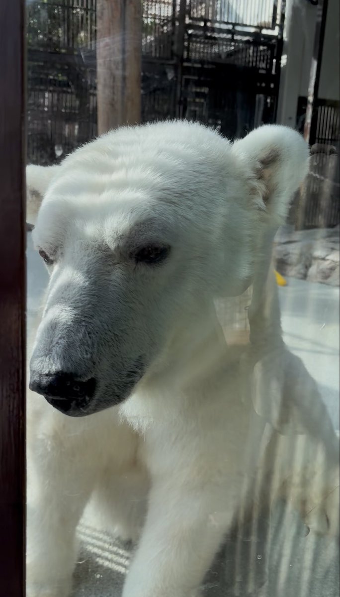PINONATTSU's tweet photo. ピース🐻‍❄️ドアップと
飼育員さんのいる部屋の中を覗く後ろ姿🤭

＃とべ動物園
＃しろくまピース
＃ホッキョクグマ https://t.co/REfD9siUV5