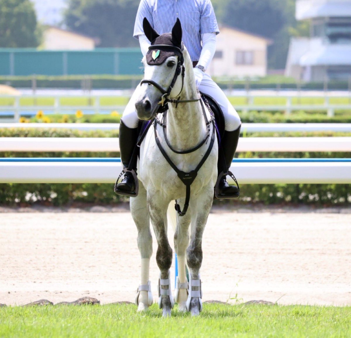 bakenhaofuse's tweet photo. 2026/7/19小倉競馬場 
誘導馬 ベンガン https://t.co/wmmOnQNbsI