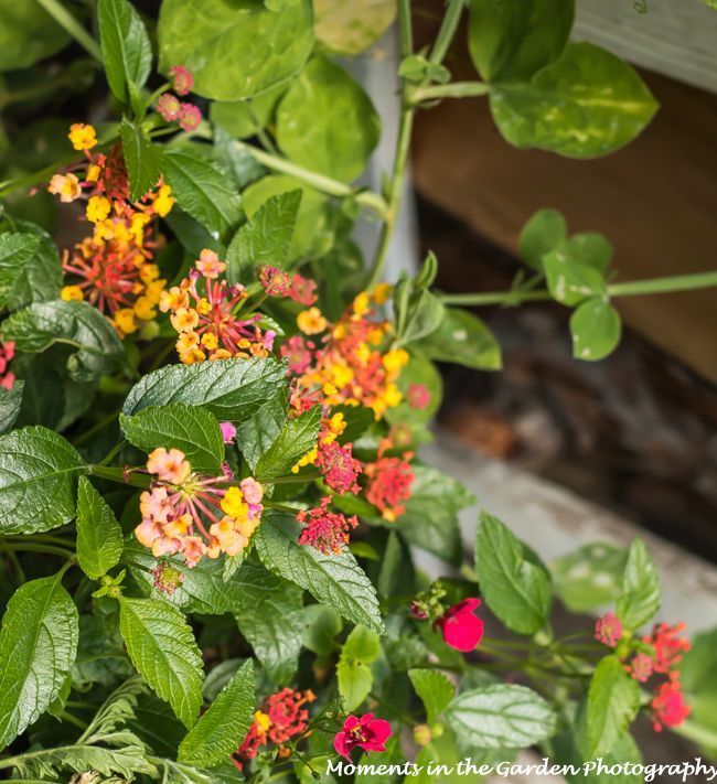MomentsintheG's tweet photo. Very happy to see my lantana blooming which I wintered over in the garage. It looks great in my large outside container. Miniature rose also doing well in my garden. #lantana #annual #containergardening #momentsinthegardenphotography #miniaturerose https://t.co/YwagdaLNFR