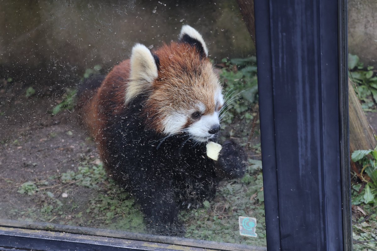 kayakaze's tweet photo. りんごおいしいね
1/26

#レッサーパンダ　#安佐動物公園 https://t.co/ZVRPht56PH