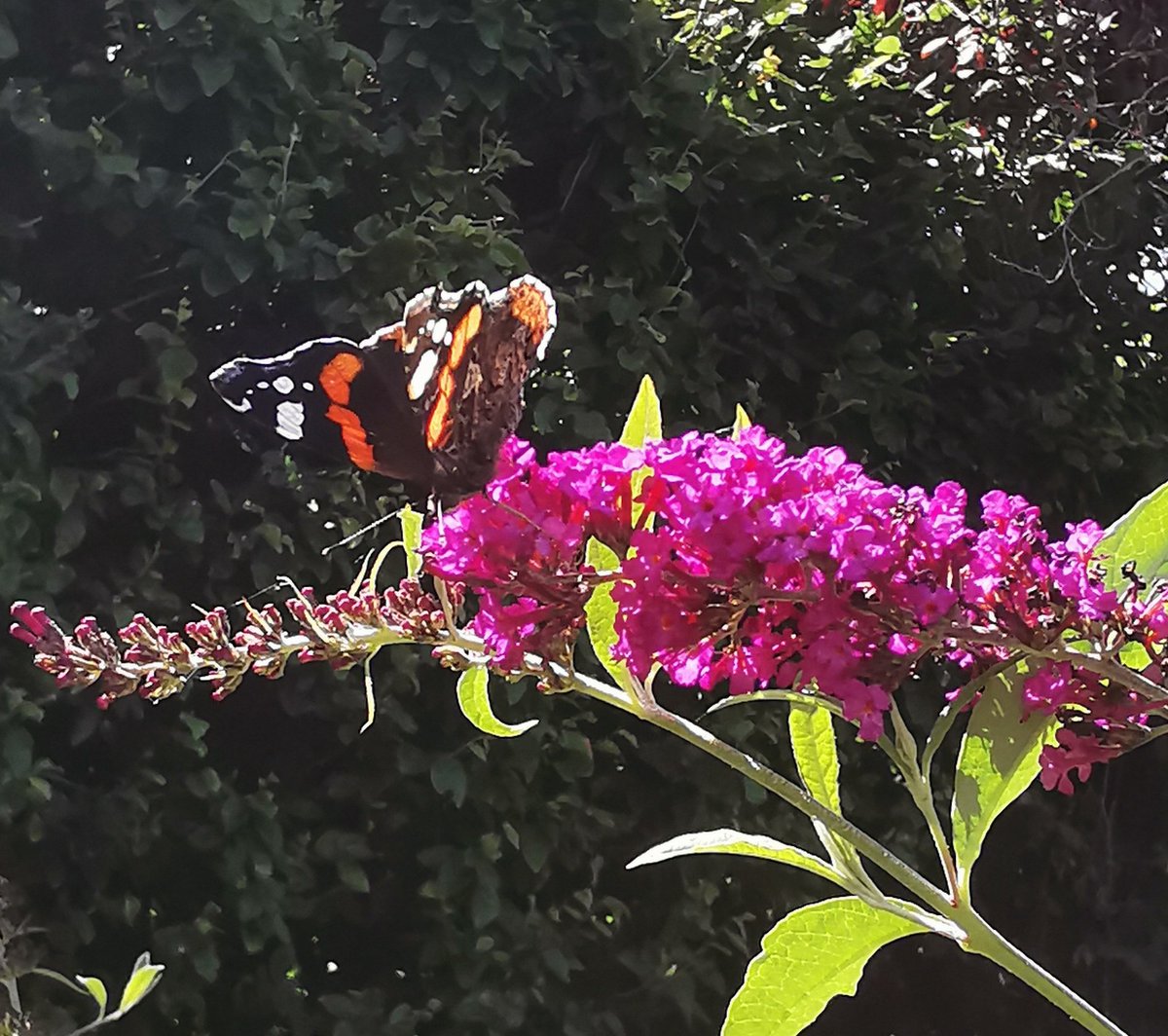 PenPendragon's tweet photo. Red Admiral #bigbutterflycount #pendlehill #butterfly https://t.co/N3mS8chZcv