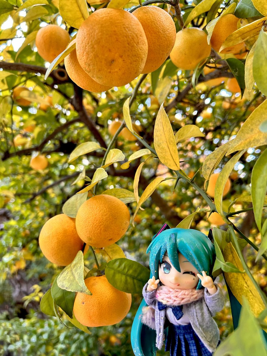 深夜の初音ミク撮影60分一本勝負 📮 7/19のお題【みかん】 季節外れの