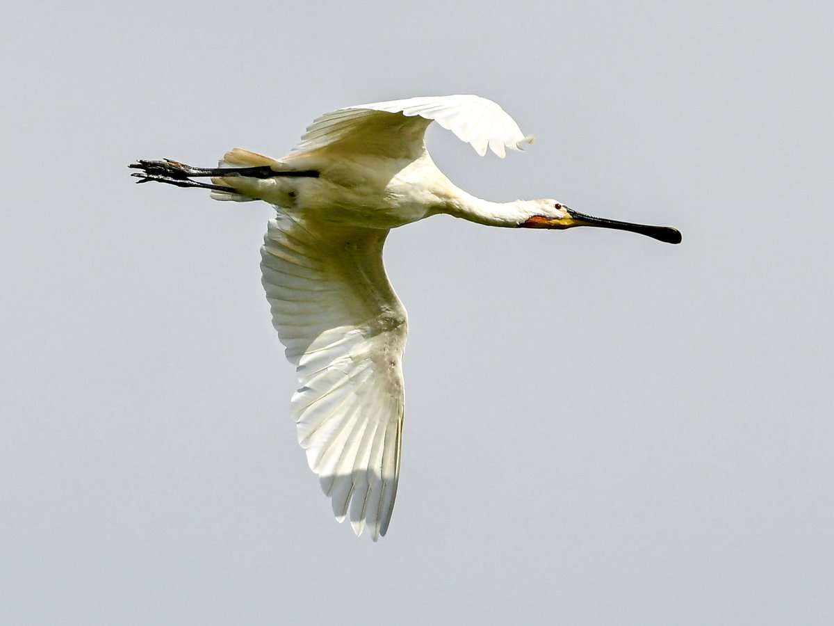 NikonNaturePix's tweet photo. #Spoonbill fly past @RSPBAireValley #StAidans today. Photos taken using #Nikon #Z50ii #Z52 & 180-600 lens.
@UKNikon
@birdguides
@rspbengland
@natures_voice
@nybirdnews
#birdphotography #wildlifephotography #naturephotography https://t.co/SPSWzg2eBq