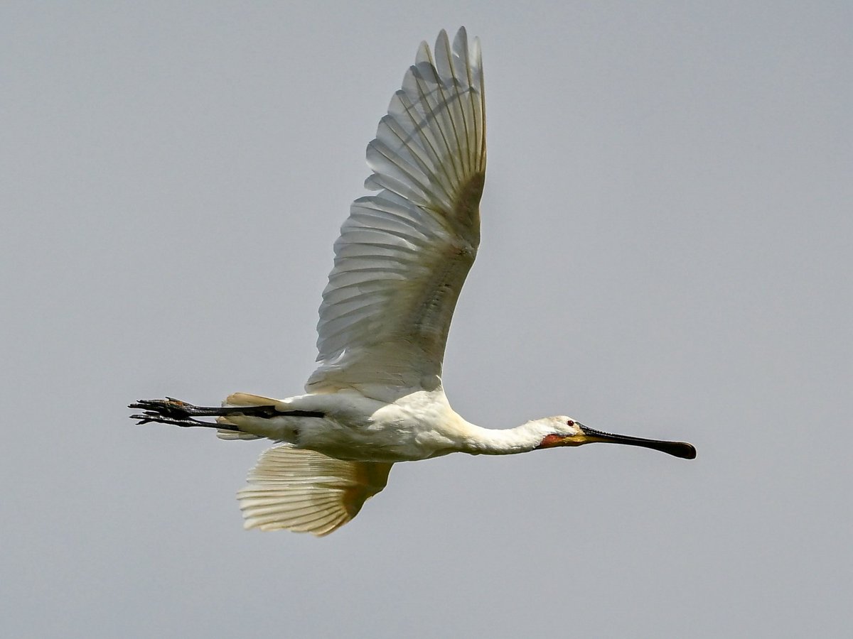 NikonNaturePix's tweet photo. #Spoonbill fly past @RSPBAireValley #StAidans today. Photos taken using #Nikon #Z50ii #Z52 & 180-600 lens.
@UKNikon
@birdguides
@rspbengland
@natures_voice
@nybirdnews
#birdphotography #wildlifephotography #naturephotography https://t.co/SPSWzg2eBq