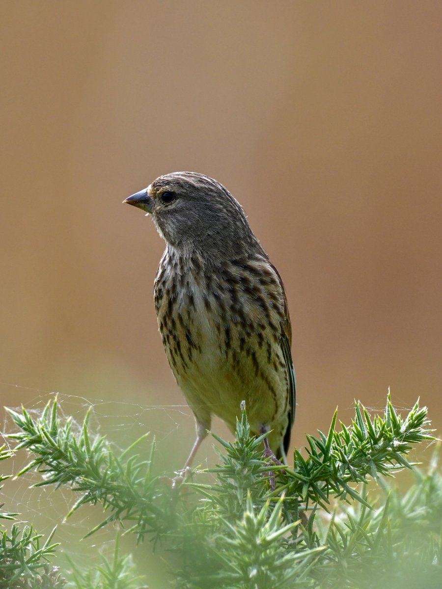NikonNaturePix's tweet photo. #Linnets posing @RSPBAireValley #StAidans today. Photos taken using #Nikon #Z50ii #Z52 & 180-600 lens.
@UKNikon
@birdguides
@rspbengland
@natures_voice
@nybirdnews
#birdphotography #wildlifephotography #naturephotography https://t.co/oY0oty02Gr