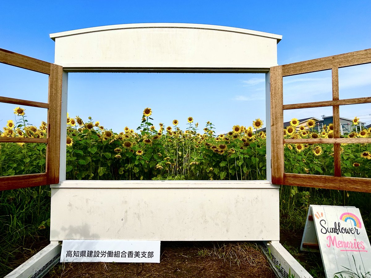 tosaokra's tweet photo. 高知県土佐山田の若手農家ひまわり畑

今回、企画設計から関わらせてもらってるけど

９日間で総来場者数3000名達成！

入園料300円だから…

あれ、もしかしてスポットでも観光農園成立するくね？

体験系はお金にならないを覆えせそう https://t.co/dC7WWXLFcm