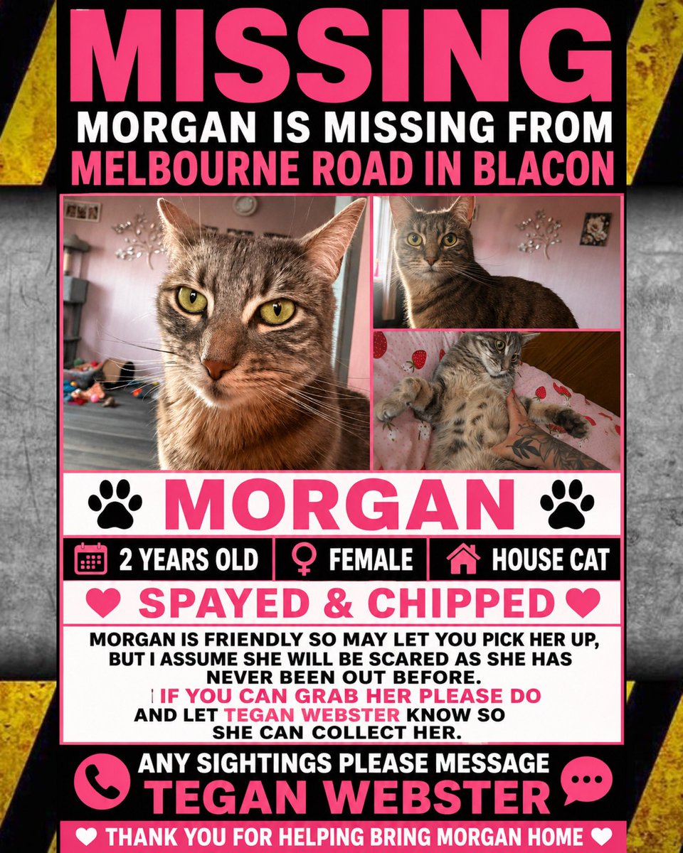 ChesterBoard's tweet photo. If you have any information regarding this cat please can contact this X account and our small friendly team here. @ShitChester @Dee1063 https://t.co/DaJdUA4b62
