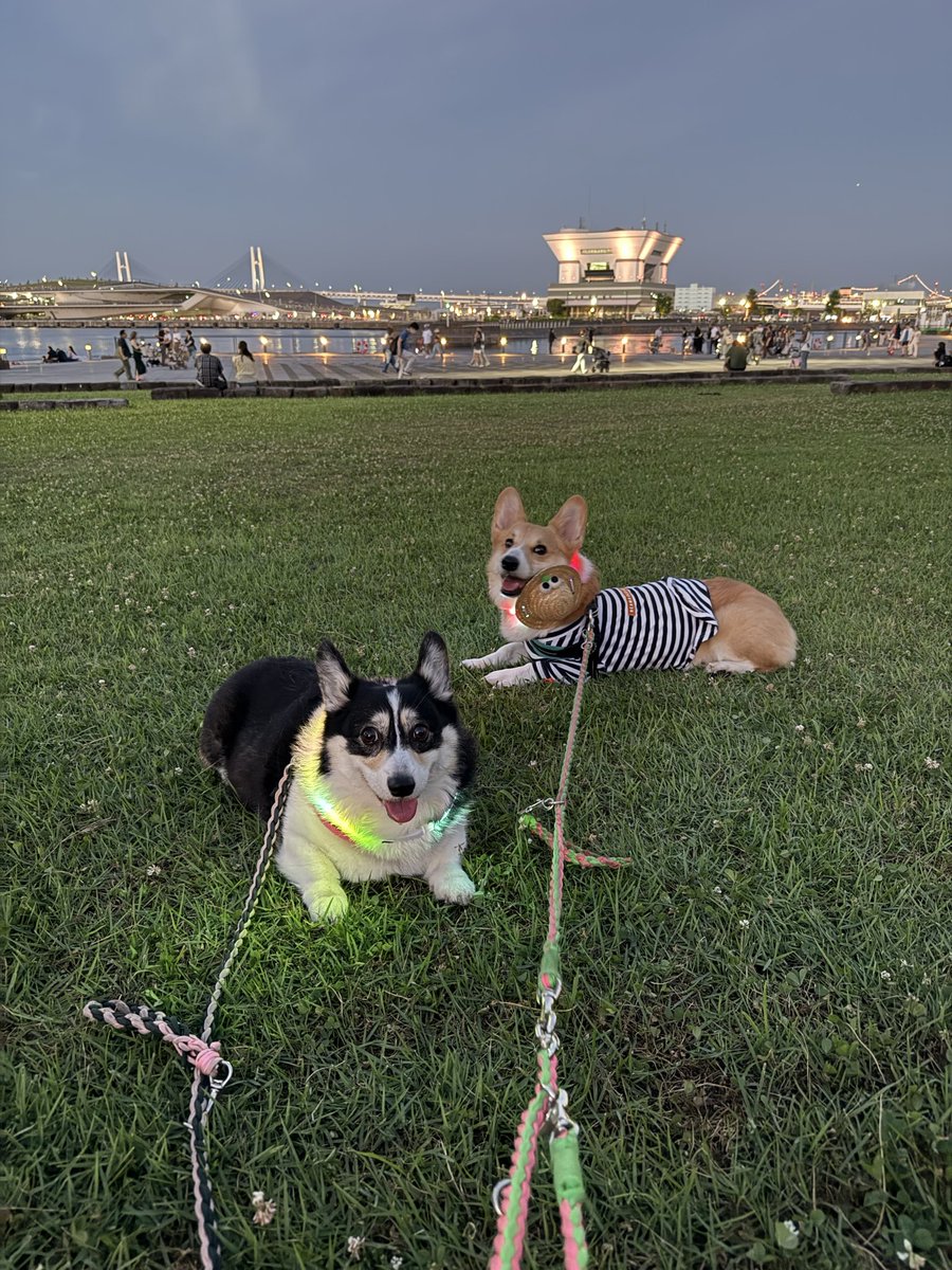 rone_rimu's tweet photo. 犬夜市に行ってきたよ！
コギちゃんいっぱい会えたね！ https://t.co/V3wRIla2Lw