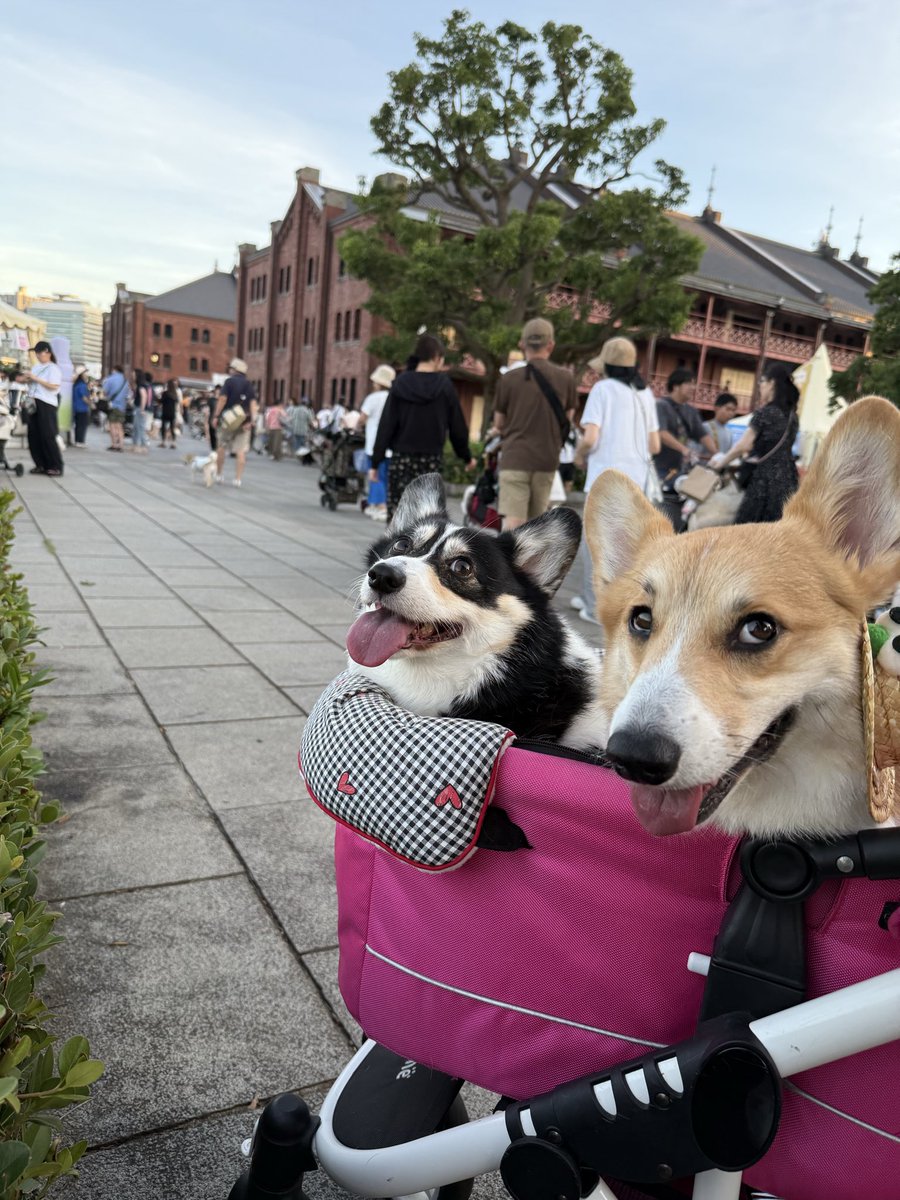 rone_rimu's tweet photo. 犬夜市に行ってきたよ！
コギちゃんいっぱい会えたね！ https://t.co/V3wRIla2Lw