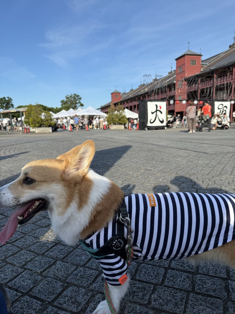 rone_rimu's tweet photo. 犬夜市に行ってきたよ！
コギちゃんいっぱい会えたね！ https://t.co/V3wRIla2Lw