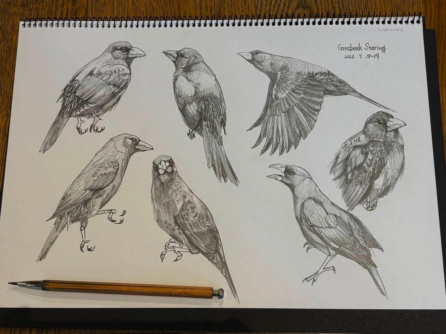 haiiromizunagi's tweet photo. いつもの所Ⅰで #シュウダンムクドリ #ムクドリ #GrosbeakStarling #Starling #Scissirostrum #Sturnidae #Passeriformes と #トナカイ #Caribou #Reindeer #Rangifer #Cervidae を #大人の鉛筆 で #スケッチ #ドローイング。鳥は満足したが、動物は難しい。右下のはT先生のチェックを活かせなかった‥ https://t.co/KGQheftZZ8
