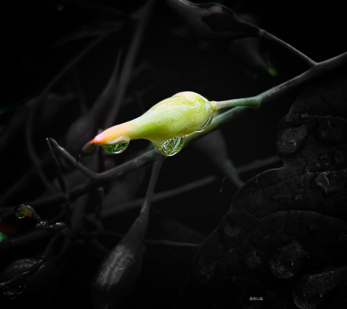 ShangrilaQuest's tweet photo. Good morning yโall! ๐ค ๐โจโ๏ธ
Hanging by a threadโฆ of water ๐ฆ
Droplets ๐ฆ๐ง๐ง
QP or Share yours โจ๐ธ
#Droplets #MacroMagic https://t.co/0tgHOeCiRZ