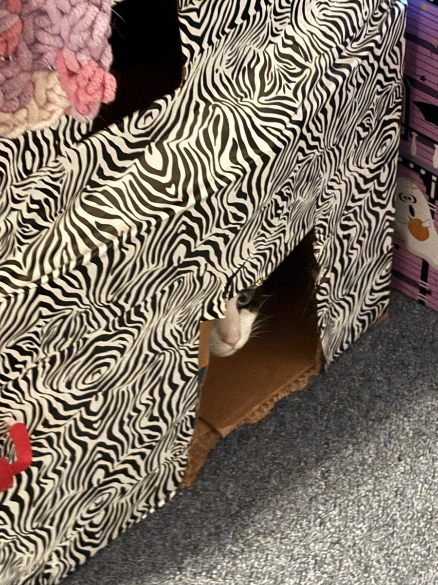TheSprinklesCat's tweet photo. In my @Chewy fort for #CatBoxSunday! Hope mew have a purrfect #FundaySunday! #Cowcat #CatsOfTwitterX #AdoptDontShop #StaySafeFurrends https://t.co/D53jpw8ESv
