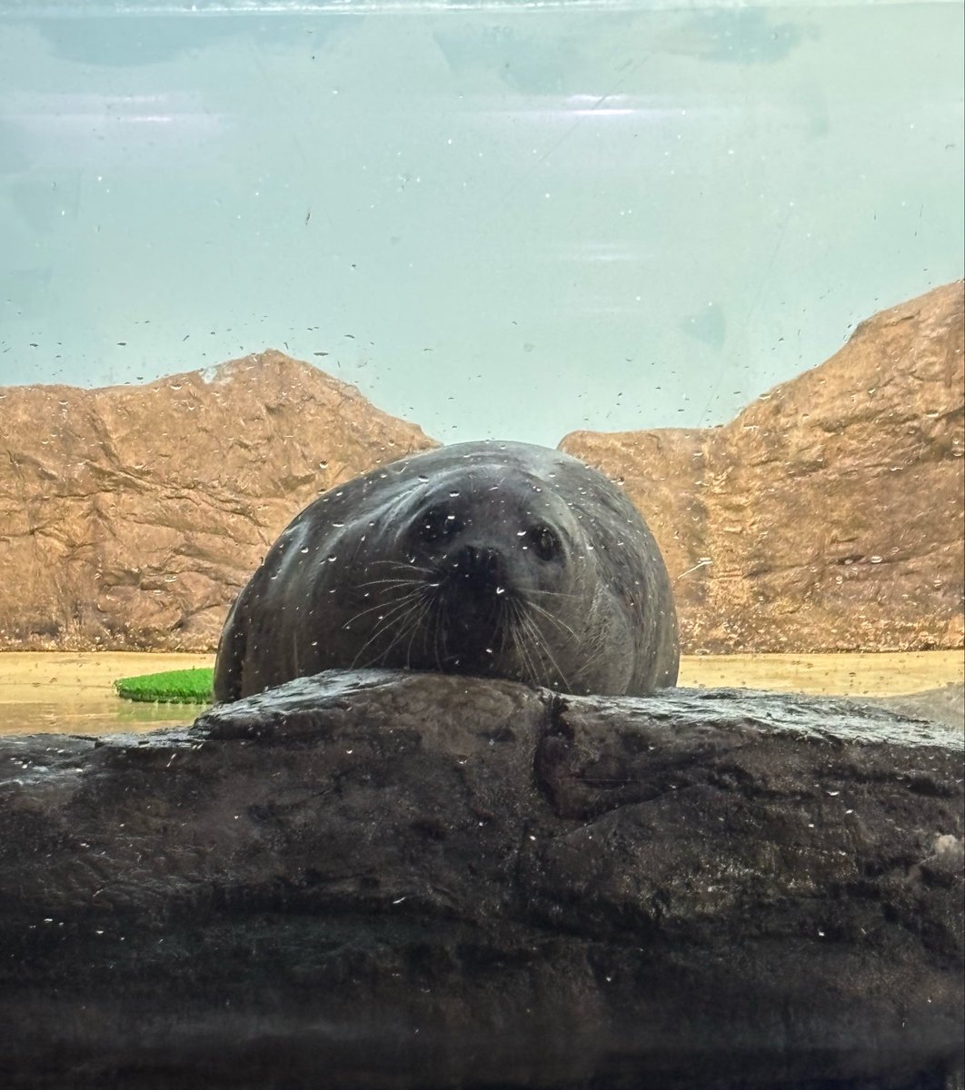 y7_va00's tweet photo. 🦭＜'𖥦'＞🐧🐬！！！！！ https://t.co/tG9UYrXenV