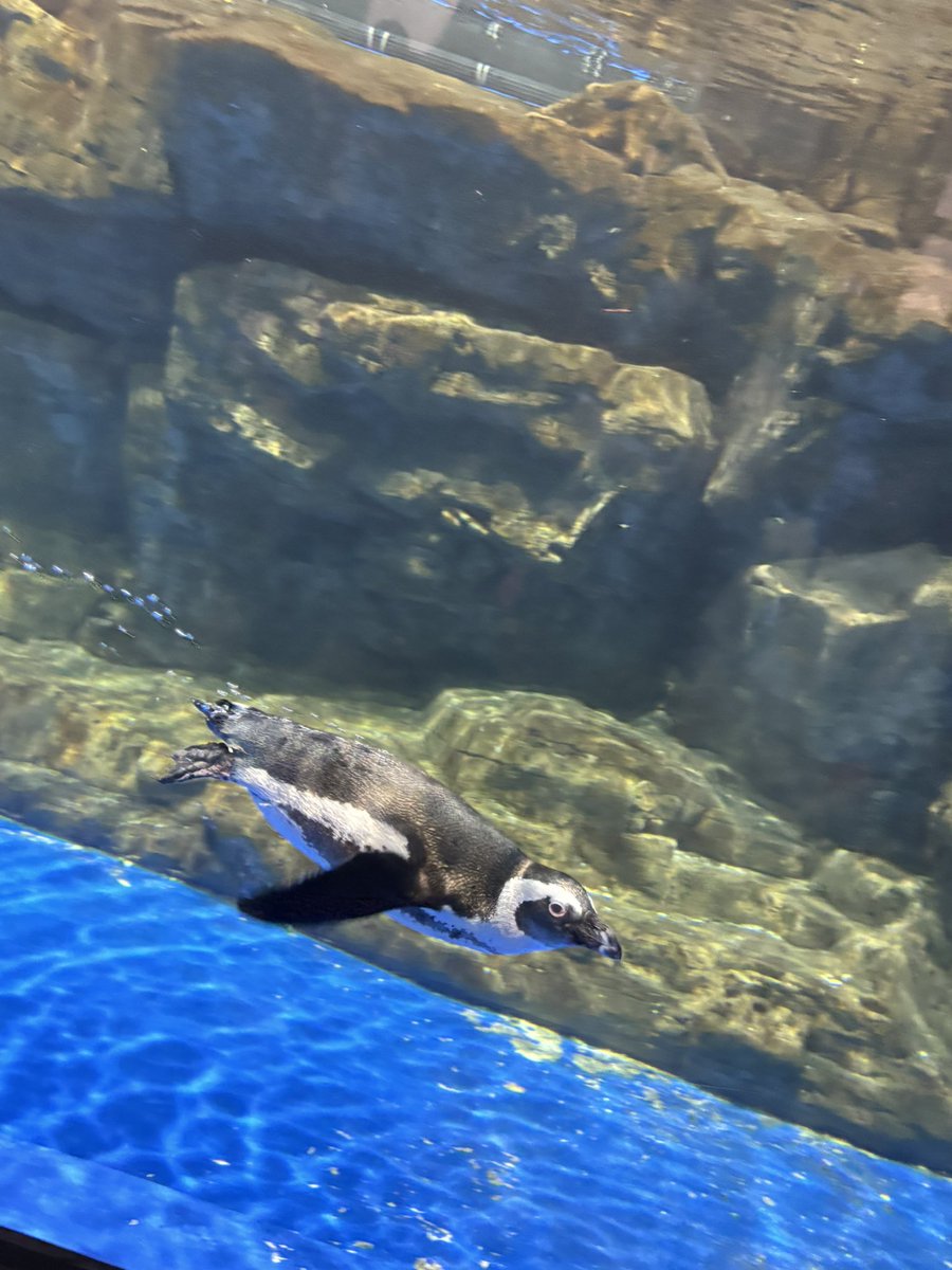 y7_va00's tweet photo. 🦭＜'𖥦'＞🐧🐬！！！！！ https://t.co/tG9UYrXenV