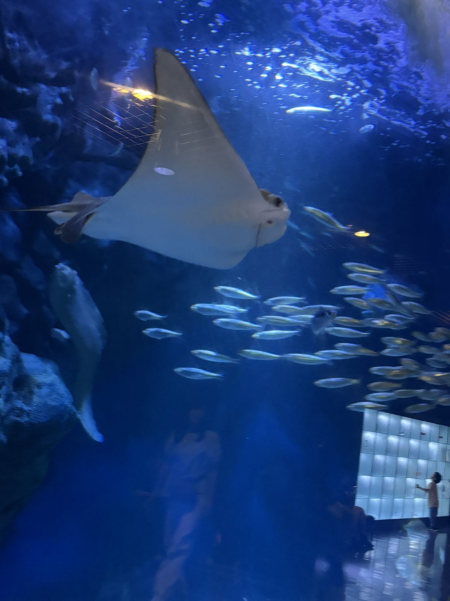 y7_va00's tweet photo. 🦭＜'𖥦'＞🐧🐬！！！！！ https://t.co/tG9UYrXenV