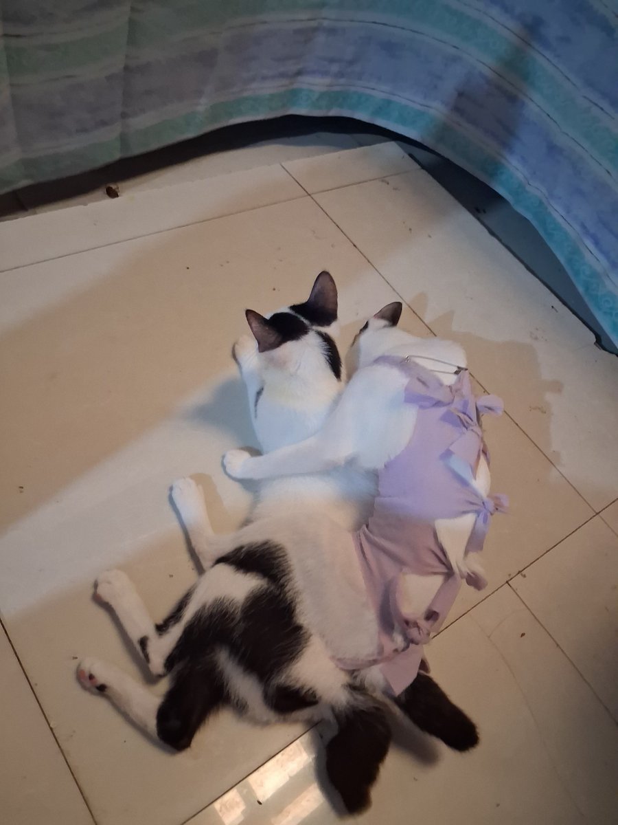 bIscoff_cvp's tweet photo. yuki &amp; kaori 💗

ps. kaori's at her recovery after being spayed hehe https://t.co/PSeKXlxEfK