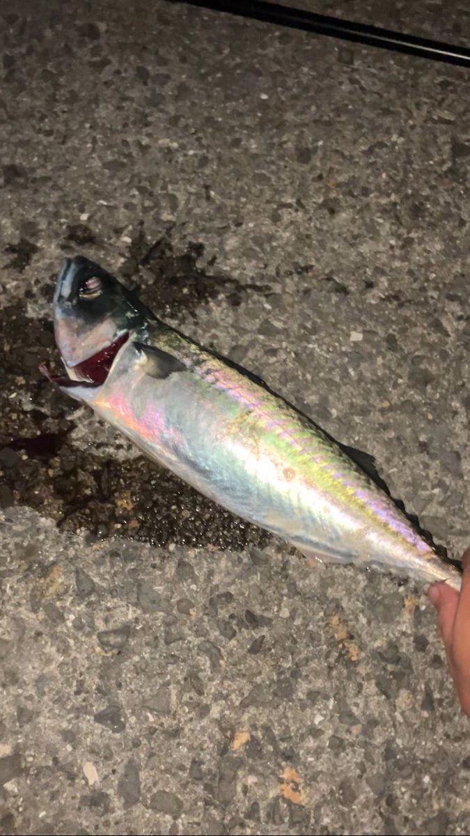 FishingSoc's tweet photo. これがショアで釣れる環境最高すぎる

#和歌山 #サバ https://t.co/Mpi8axO6HQ