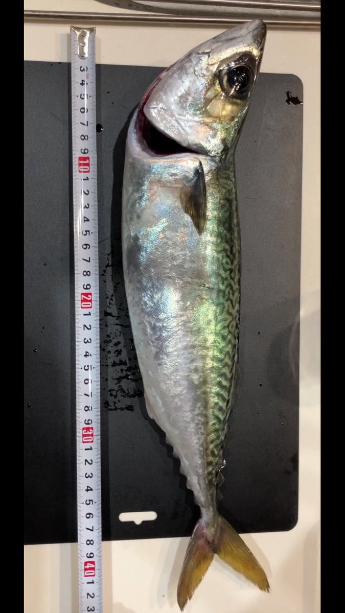 FishingSoc's tweet photo. これがショアで釣れる環境最高すぎる

#和歌山 #サバ https://t.co/Mpi8axO6HQ