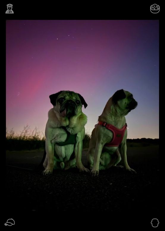 dbmyrp's tweet photo. As dusk falls, we take a stroll during the sunset. The heavens are brushed with hues of amber and scarlet, and the breeze feels refreshing. Buddy trots alongside me, his tail swaying, savoring the quiet serenity. 🎺Find calmness amid chaos. https://t.co/26QA9XNPge
