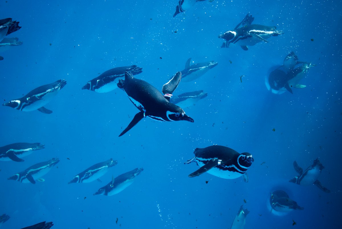 GRnerf_yuu's tweet photo. ペンギンだらけの水族館
#GRIII
#��メラで撮った写真をみんなで見せ合おう https://t.co/ehKS7SyTxp