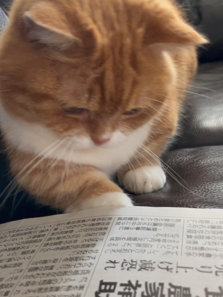pinpin8325's tweet photo. 🥐おはようにゃん🥐

よいちょ🐾届きそうでとどかにゃいにゃんよ〜

#茶トラ #短足マンチカン #catstagram#cat #munchkincat https://t.co/UEYIIAiaKD