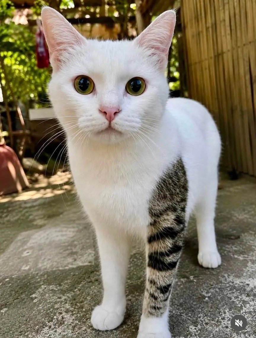etginlik's tweet photo. Deseni yüzünden bütün koluna dövme yaptırmış gibi duran kedi: https://t.co/lipreK9YLf