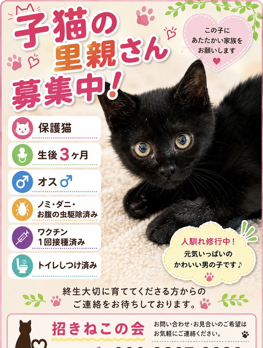 agohachikun's tweet photo. 里親さん募集中
北斗(ほくと)くん🐱
生後３ヶ月
男の子♂
保護猫です
お問い合わせはDMから

#千葉県
#印旛郡
#栄町
#招きねこの会 https://t.co/bvsilpGU0r