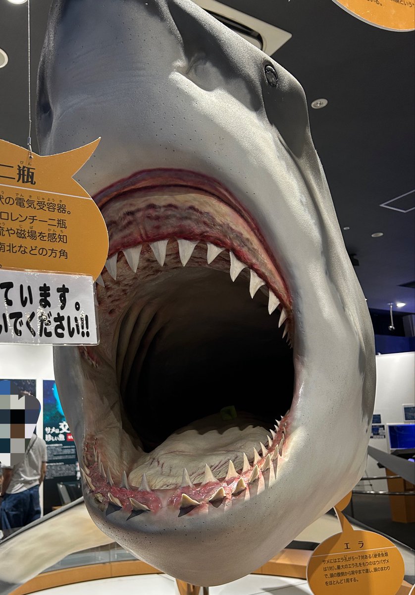 YSoreta52's tweet photo. あとサメにも会ってきた
見るのは一瞬で終わるけど、インパクトはあったよ！ https://t.co/esHTsNYOB9