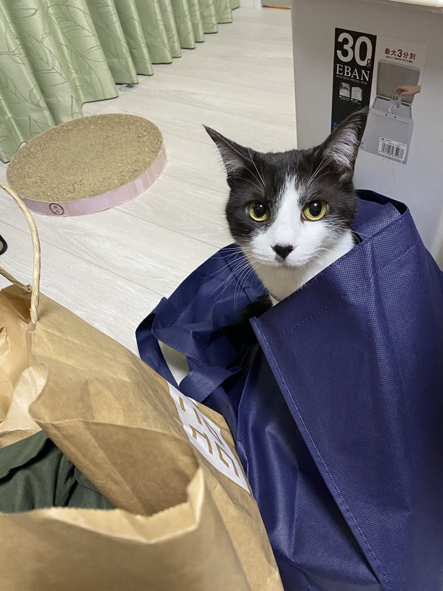 kaqn1978's tweet photo. スケッチャーズの靴を新たに買いました。人間はカカト潰さずにスポッと履けるし、袋は🐈‍⬛🐈たちが気に入ってるしでwin-winだな https://t.co/VxzTdmXjrN