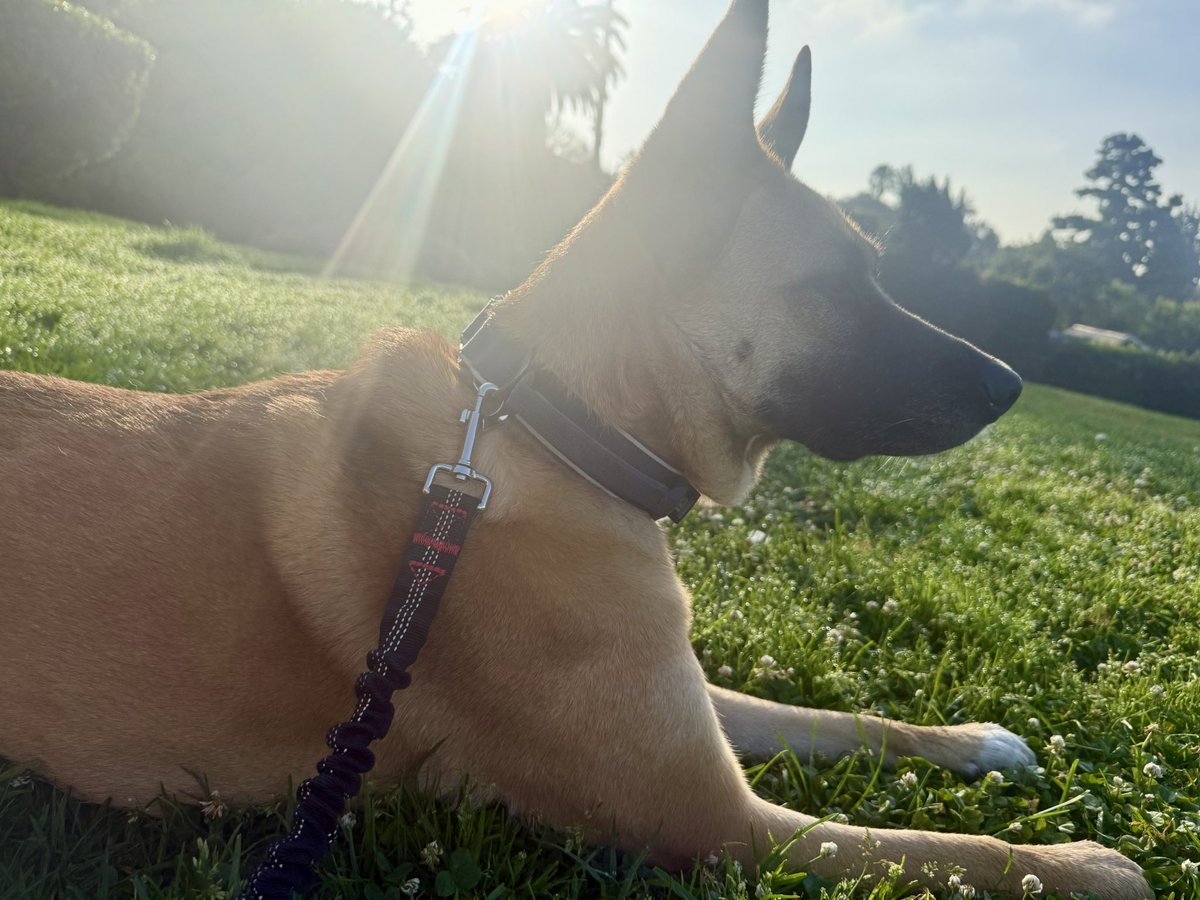 DOYLE13SEAN's tweet photo. @LouMerloni My dog says what’s up to your dog. https://t.co/dSMJe6sx8v