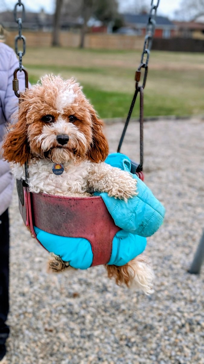 BarbaraPertpy's tweet photo. Cooper 'enjoying' his turn on the swing
#ConservationAlert #Gabriel https://t.co/8cM6rRt7KM