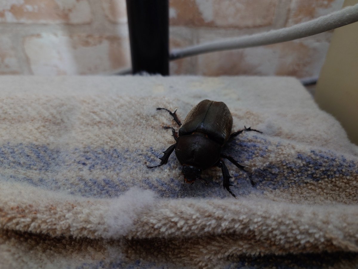 Gunji_Ken's tweet photo. カブトムシ(メス)が飛来。網戸開けたら部屋に入られてブンブンされた。 https://t.co/mskHdz4tYg