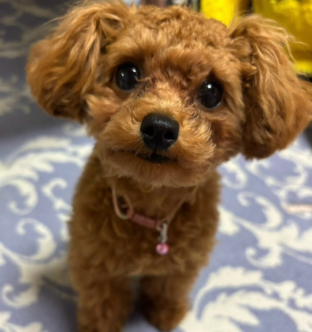 yukaDD_official's tweet photo. 我が家の癒し。らぶちゃん可愛すぎる。 https://t.co/h3fxvReynP