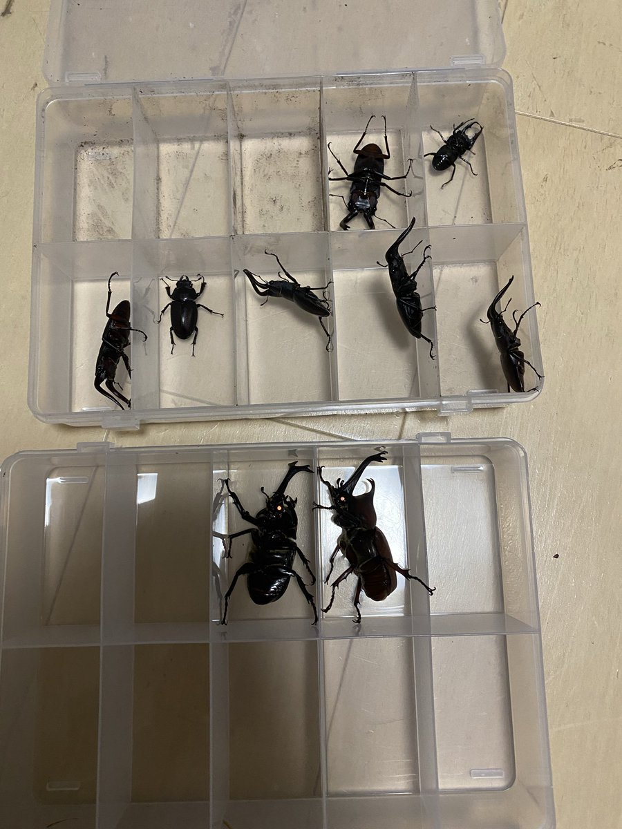 hakkaboom's tweet photo. 本日の成果
カブトはでかいやつで76あったから国産カブト級に良さそうやな https://t.co/I43nCy1pMM
