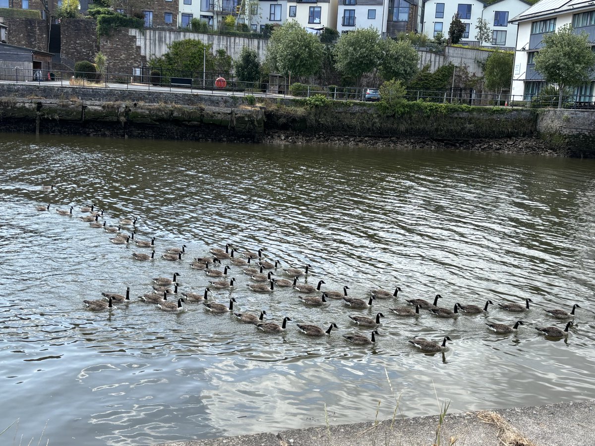 egp52's tweet photo. More geese on the River Dart ! https://t.co/0XwkMqDZSE