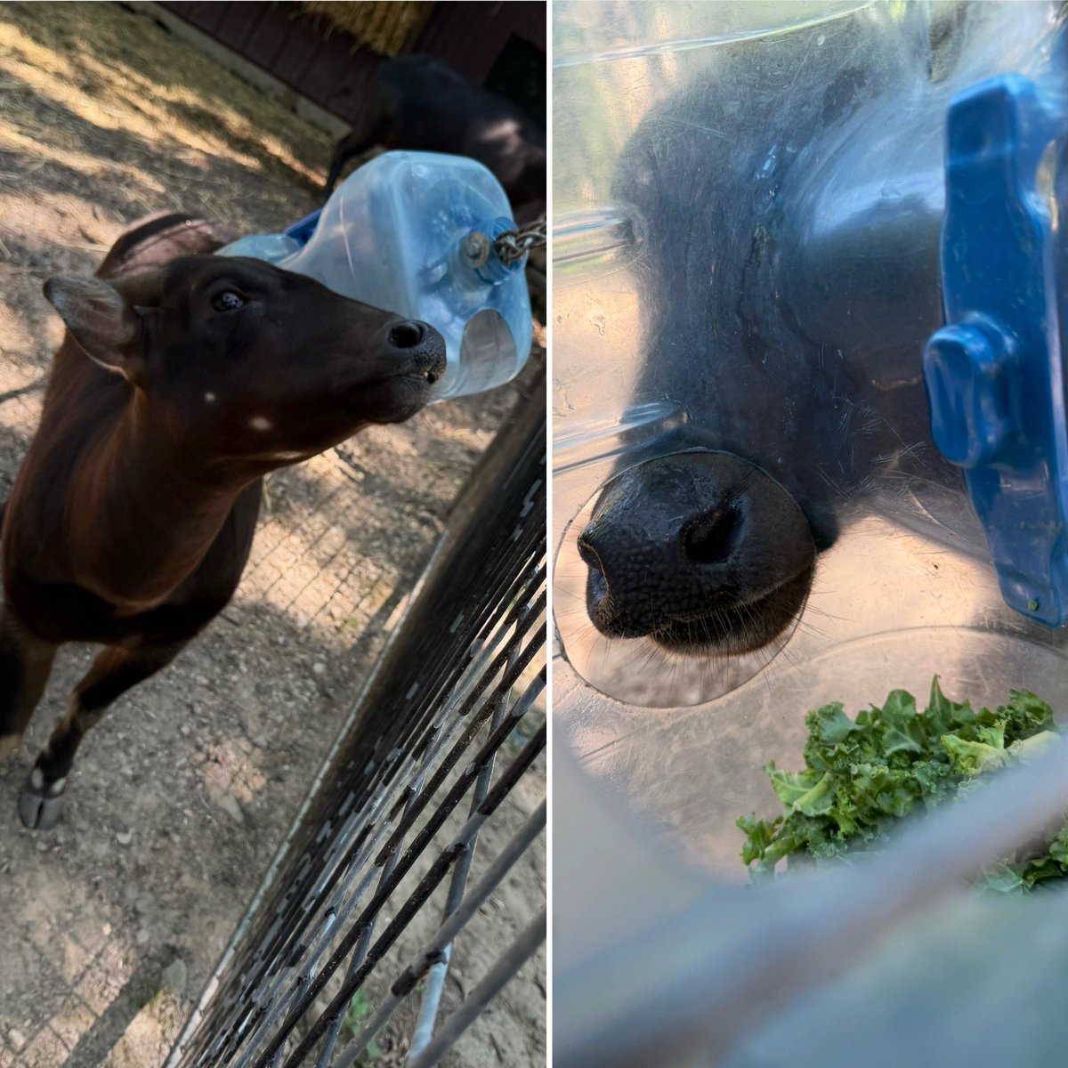 timbavati_dells's tweet photo. More enrichment & cool food
for the animals on a summer day.
Clementine the Anoa finds the
fresh greens inside her container.
Problem solving for hidden treats!
Builds confidence.
9am-6pm
#love #wisconsin #wisconsindells #lovethedells #zoo #lifeisgood #picoftheday #family https://t.co/7vLCEFjuCV