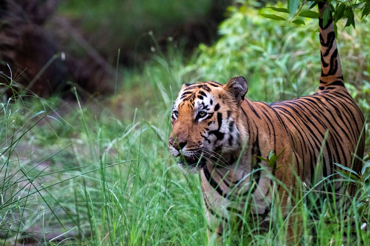 csdhara's tweet photo. @parthosarathi_b Surveying its domain.. https://t.co/GLa62ee7vt