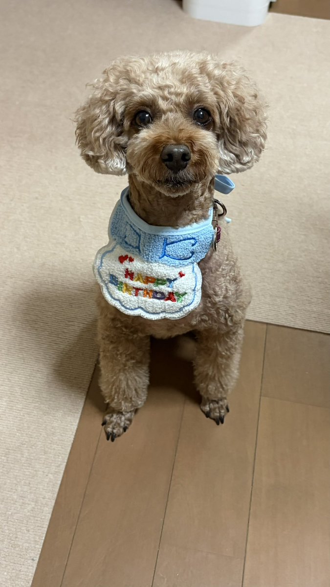 sol712toy's tweet photo. 5歳です https://t.co/EODsJt0Wln
