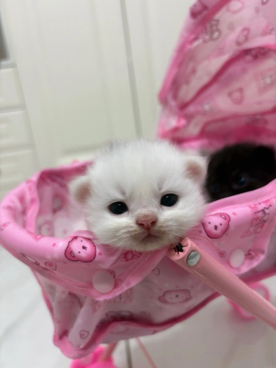 catsloversclubx's tweet photo. POV: The world's tiniest passengers are ready to roll. 🩷🐱🛒 https://t.co/HO8KK79wBU