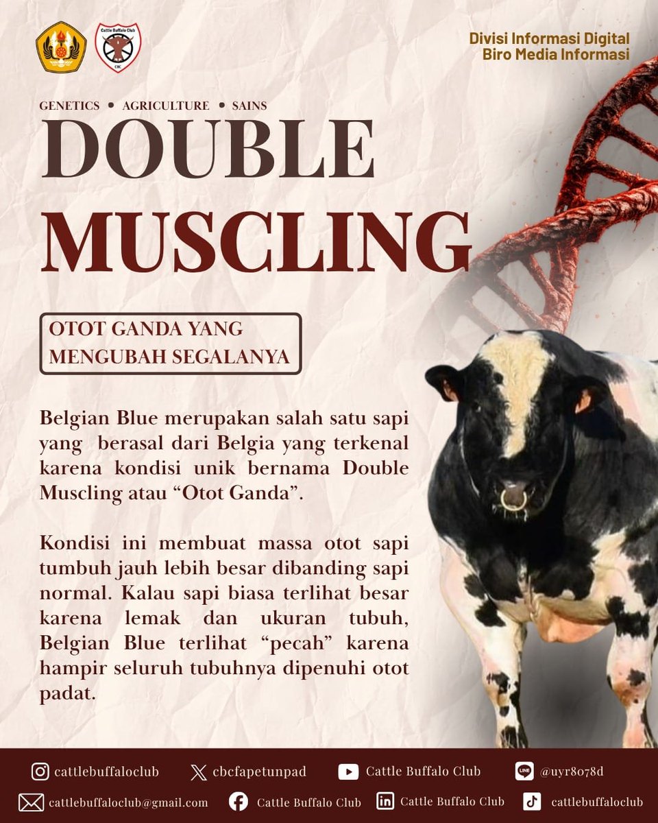 cbcfapetunpad's tweet photo. [BELGIAN BLUE]
Hallo, Cattlebuffalove!
Pernah melihat sapi yang terlihat seperti atlet binaraga? Belgian Blue memiliki otot yang sangat besar akibat mutasi pada gen myostatin, sehingga dikenal dengan fenomena double muscling.
#KitaBedaKitaUnggul
#CBCFapetUnpad #BelgianBlue https://t.co/XJv41Ck5er