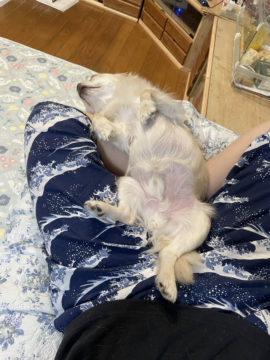 JpKanon2's tweet photo. 犬、いつもおっぴろげてる https://t.co/zayKG4zP6m