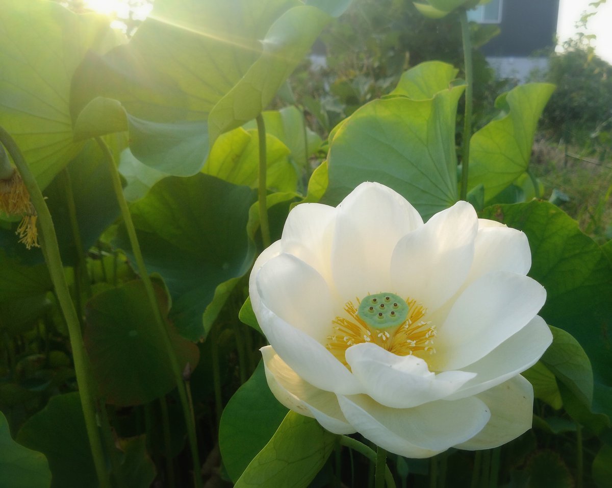 mana_3063's tweet photo. 珍しい
白い蓮の花🤍

今年も会えた

偶然じゃなく必然に
…そう思う
きっと後押ししてくれる、って🐇 https://t.co/15g9Kr6uSr