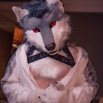 Photo by Amarok (@chiuwolf)