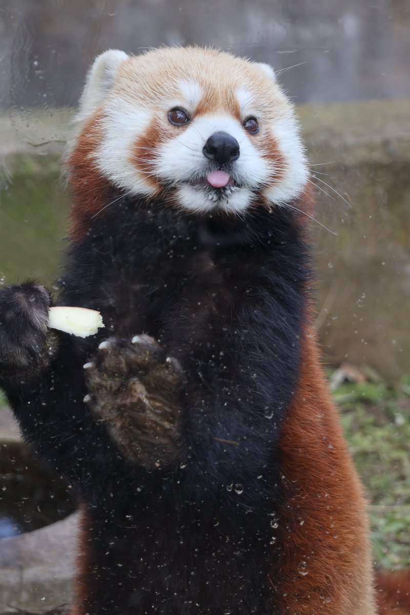 kayakaze's tweet photo. このおいしさを噛みしめる顔が素敵すぎ
1/26
#安佐動物公園　#レッサーパンダ https://t.co/2ItJxqhHeb