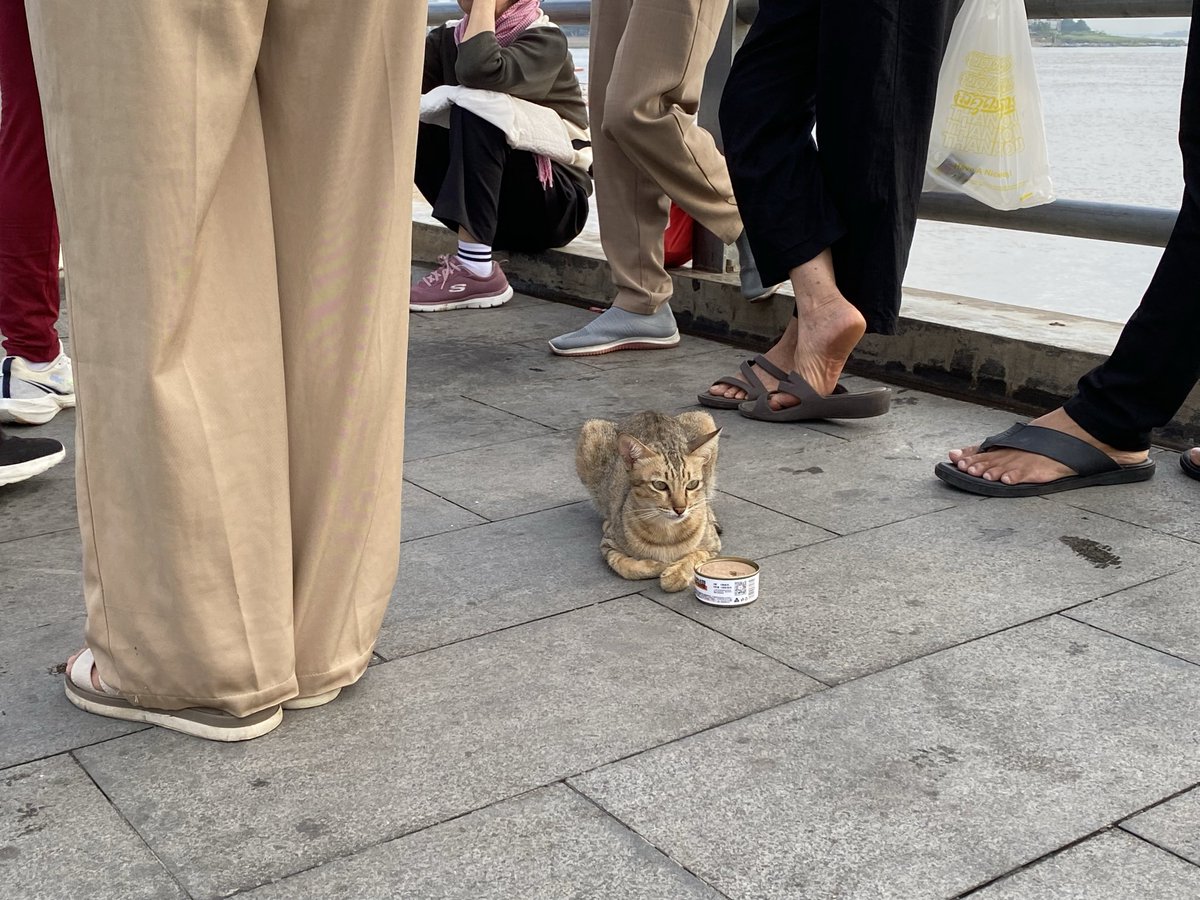 okayuinhcm's tweet photo. カンボジア川沿い猫ちゃん🐱🇰🇭
さっき無事に日本に到着ですー https://t.co/p1mGFk8M9K
