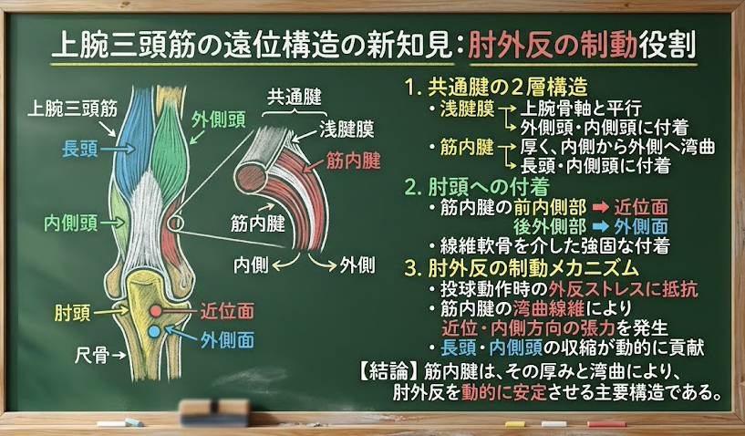 physiohirata's tweet photo. 上腕三頭筋の遠位腱部は、筋内腱と浅腱膜に分けられました。特に、筋内腱は主に長頭と内側頭に付着し、その線維は内側から外側へ湾曲していました。筋内腱が肘頭に外反応力に対して十分な張力を効果的に伝達することを示唆しています。 https://t.co/0cB9iKQLKh