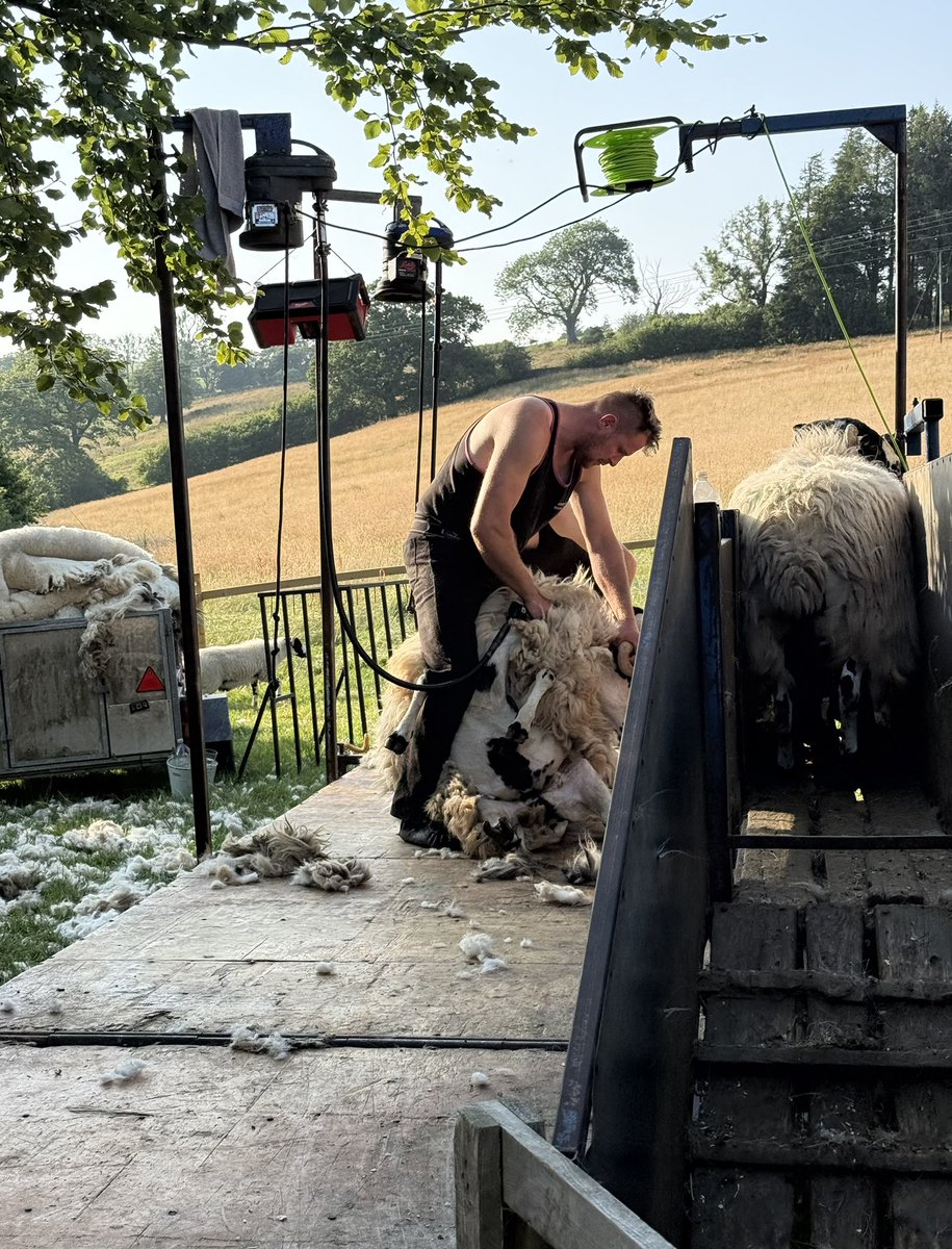 Alison O’Neill ~ Shepherdess tweet media