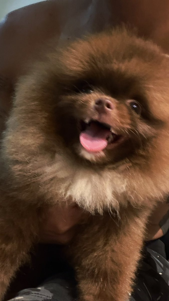Dimples0206's tweet photo. Dogfurdaddey ka na, bebi ko??? Cute!!!! 🐶🐾🐩🐕‍🦺

©️ FELIP IGS

@felipsuperior #FELIP #SB19_KEN https://t.co/O4rN28VsVG